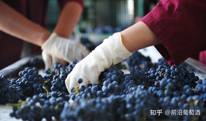 怎么培育葡萄幼苗_银行服务文化培育_法国培育葡萄酒文化