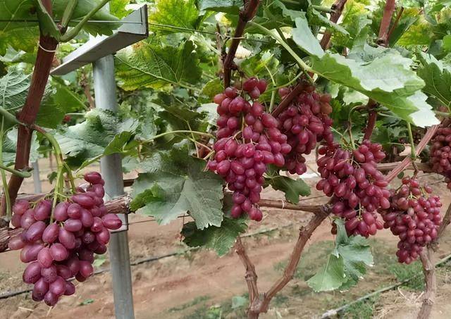 陕西酒品牌_大梁酒庄品牌酒_陕西开缸酒