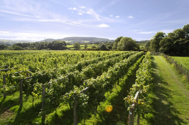 深扒法国两大顶级葡萄酒产区之间的区别