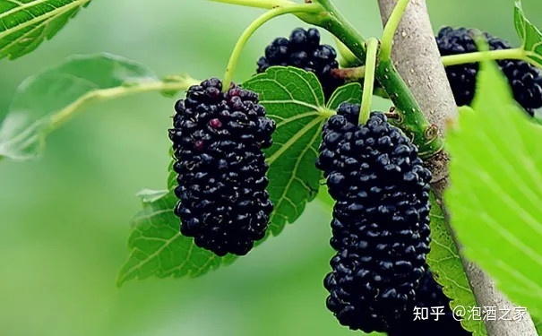 桑葚酒品牌翰尔斯贝_桑葚酒品牌翰尔斯贝_翰尔斯贝桑椹酒