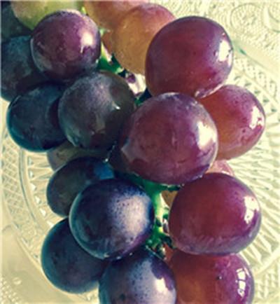 桑葚酒品牌翰尔斯贝_翰尔斯贝桑椹酒_桑葚酒品牌翰尔斯贝