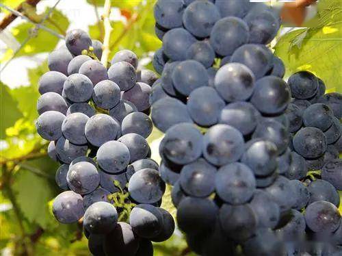 翰尔斯贝桑椹酒_桑葚酒品牌翰尔斯贝_桑葚酒品牌翰尔斯贝