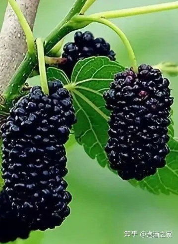 翰尔斯贝桑椹酒_桑葚酒品牌翰尔斯贝_桑葚酒品牌翰尔斯贝