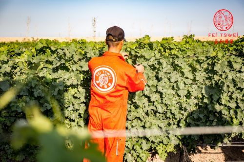 宁夏葡萄酒文化_宁夏葡萄产业发展局_华东百利酒庄赤霞珠红葡萄价格酒