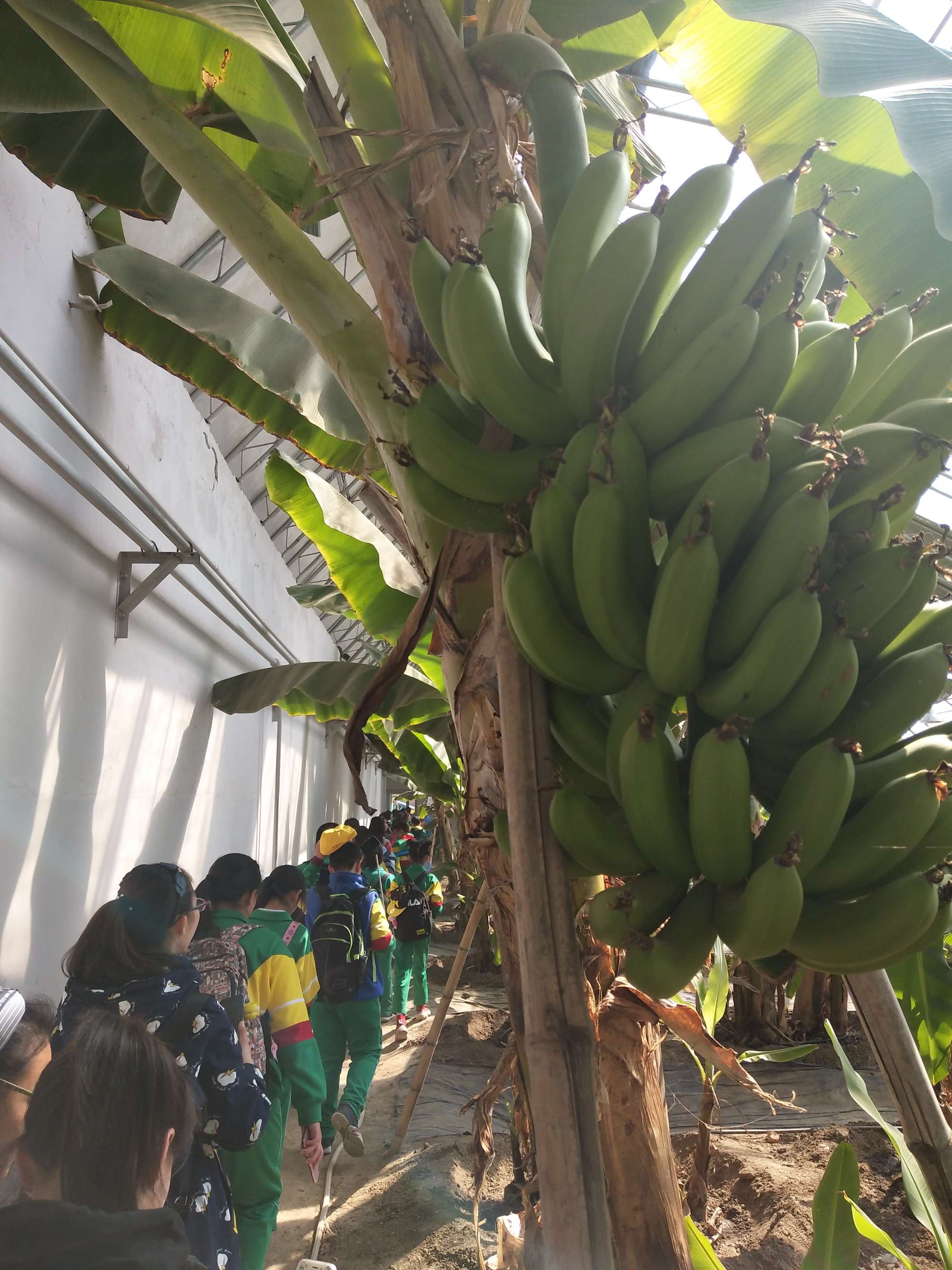 巴蜀地域文化平时作业2_巴蜀酒文化旅游转_巴蜀川菜文化