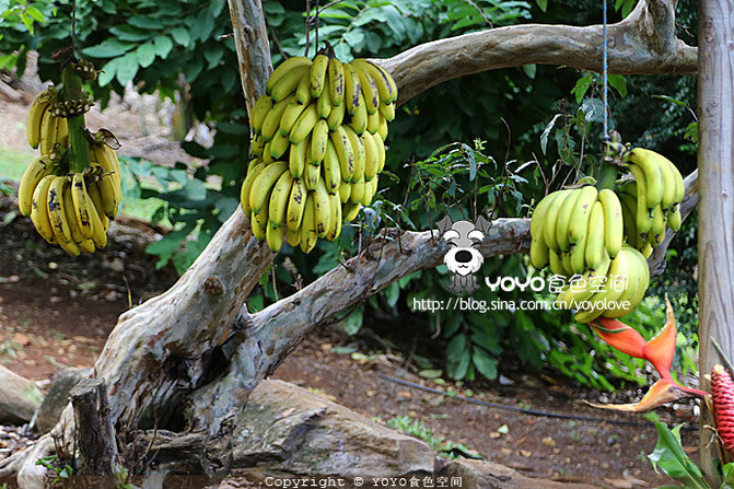 巴蜀川菜文化_巴蜀酒文化旅游转_巴蜀地域文化平时作业2