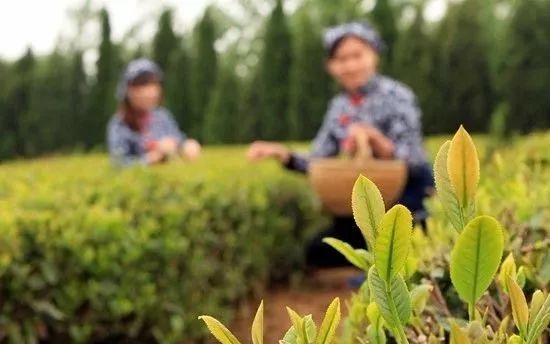 张裕酒文化博物馆住宿_张裕爱斐堡酒庄住宿_丹佛艺术博物设计师馆