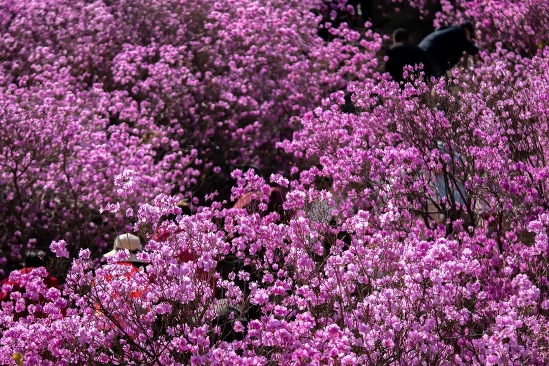 张裕爱斐堡酒庄住宿_张裕酒文化博物馆住宿_丹佛艺术博物设计师馆