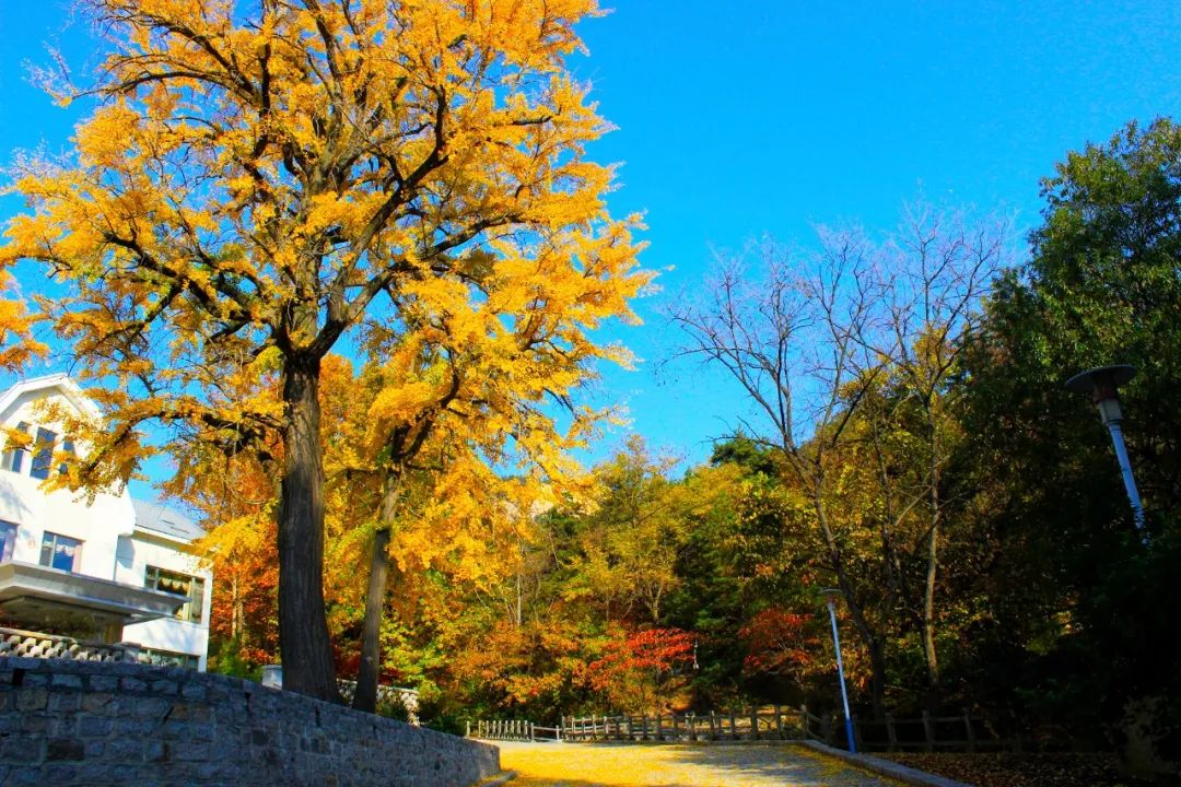张裕酒文化博物馆住宿_丹佛艺术博物设计师馆_张裕爱斐堡酒庄住宿