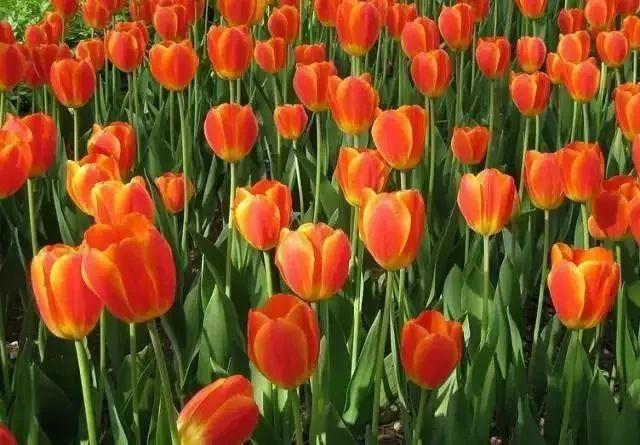 唐朝文化 日本_唐朝酒文化_日本唐朝文化