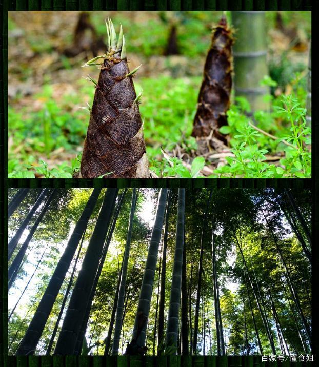 竹之韵竹酒加盟_马云喝的竹酒什么品牌_马云喝的竹酒什么品牌