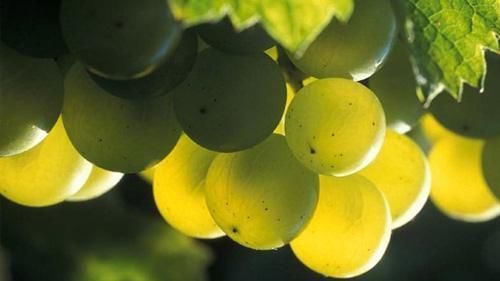 张裕馆藏百年干红礼盒_张裕酒文化博物馆馆藏百年干红葡萄酒_张裕酒文化博物馆馆藏百年干红葡萄酒