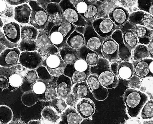 白酒塑化剂对人体的伤害_白酒塑化剂含量标准_白酒塑化剂标准
