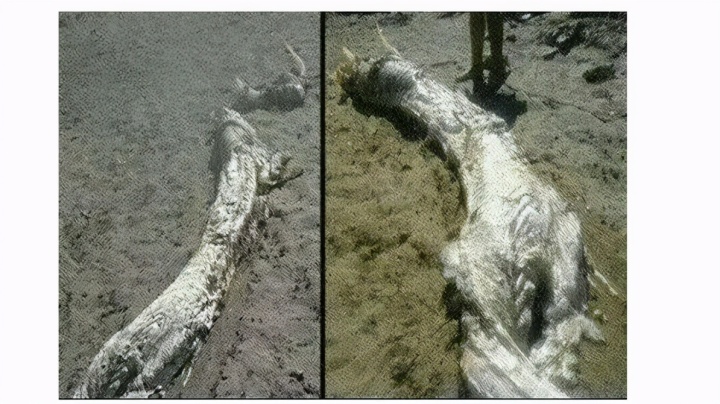 蓝至尊壹号是品牌酒吗_蓝至尊壹號十年绵雅型_苑草壹女装是几线品牌