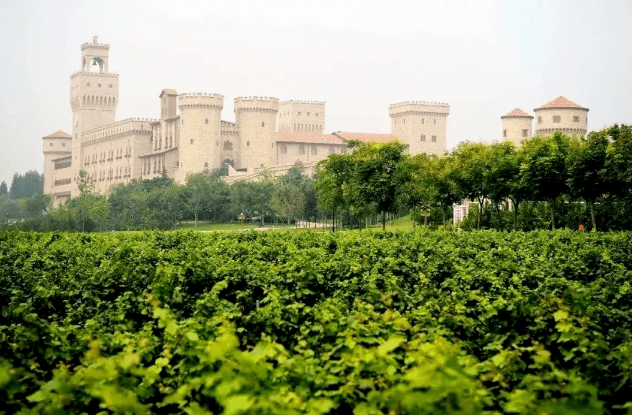 张裕酒文化博物馆干红_张裕瑞那城堡酒庄干红怎么样_张裕干红葡萄酒酒先锋