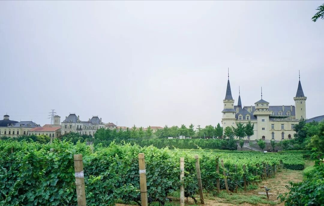 张裕瑞那城堡酒庄干红怎么样_张裕干红葡萄酒酒先锋_张裕酒文化博物馆干红