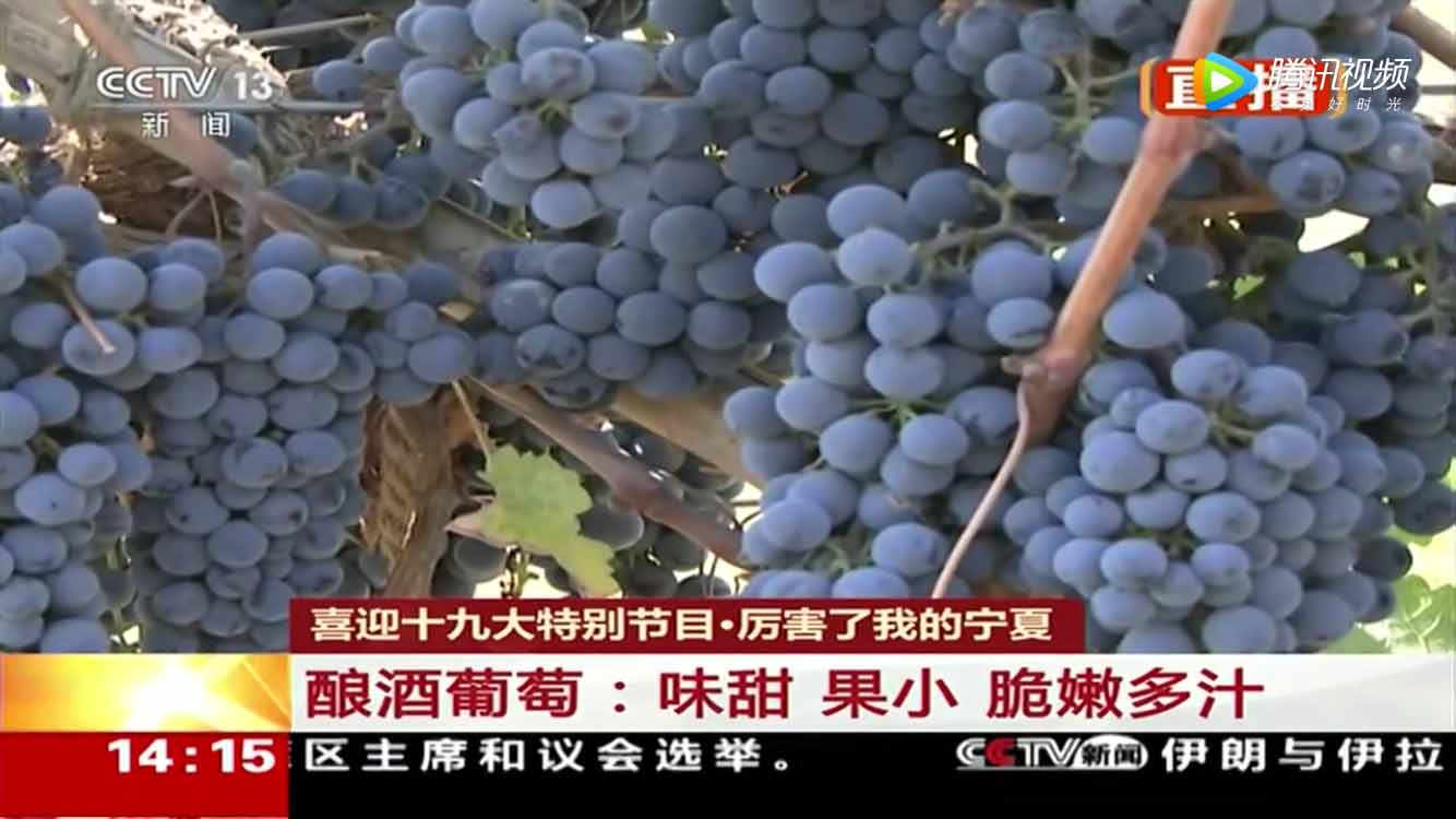 酒庄文化_酒文化与生活_姓氏文化酒