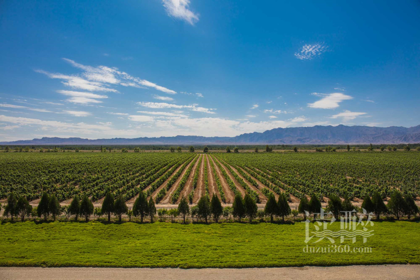 酒文化画_中国侍酒师文化研究院_篮球文化酒