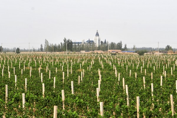 中国侍酒师文化研究院_酒文化画_篮球文化酒
