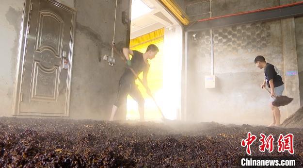 图为车间制酒部分环节。　许小倩 摄