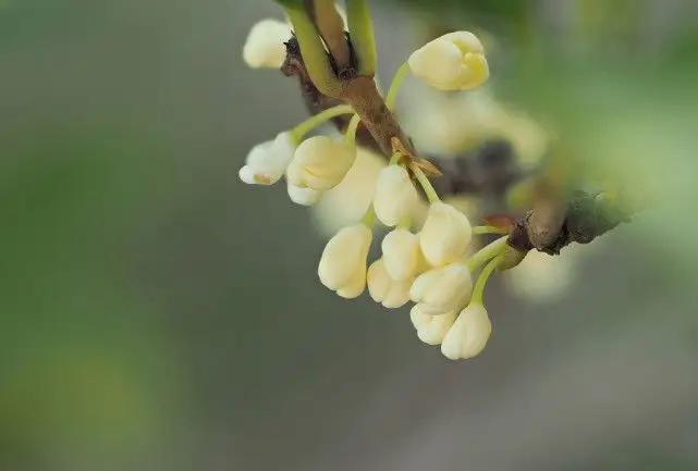 白酒塑化剂检测标准_杂醇油 白酒 标准_酒中杂醇油的测定