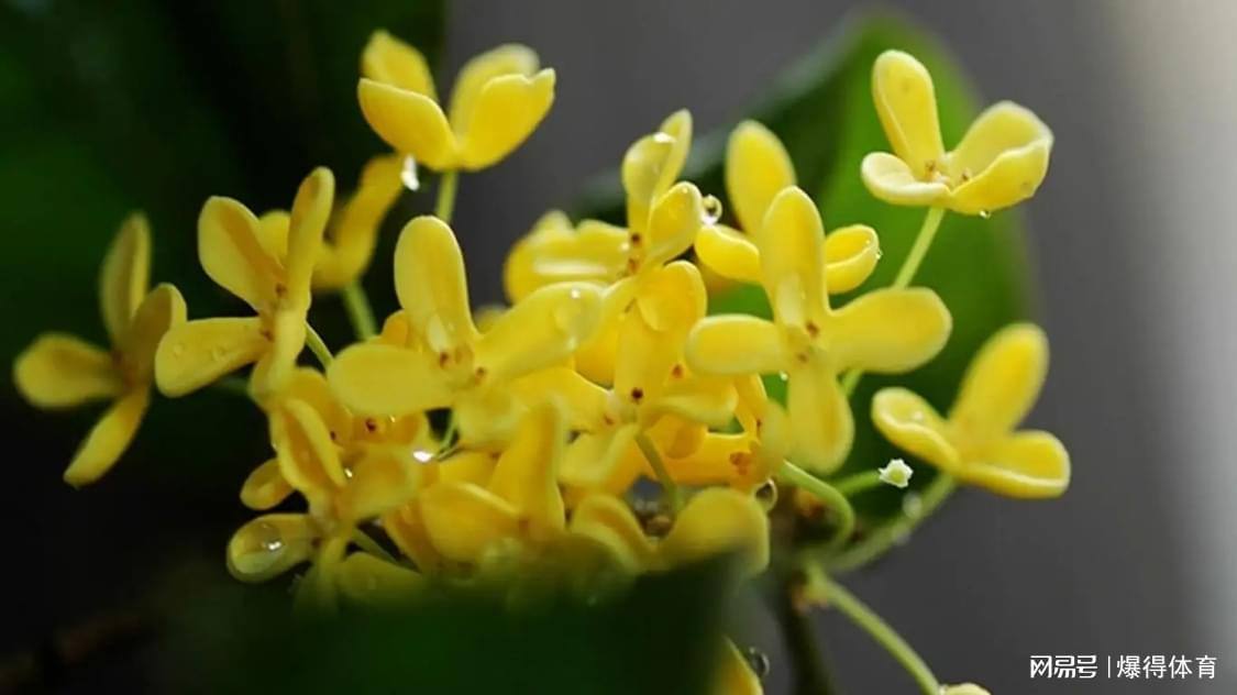 馥郁香型白酒 标准_杂醇油的利用_杂醇油 白酒 标准