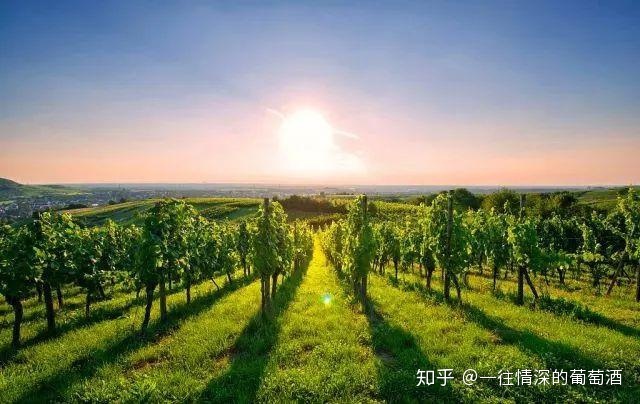 法国中级酒庄排名_法国中级酒庄品牌_法国中级酒庄 分级