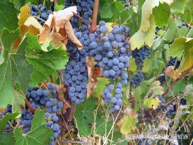 法国中级酒庄 分级_法国中级酒庄品牌_法国中级酒庄排名