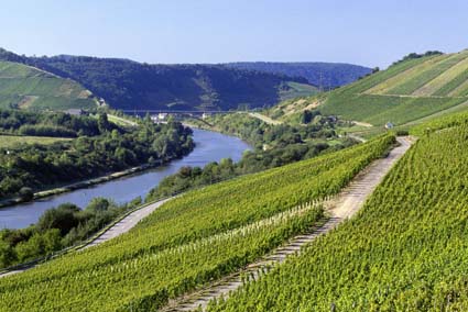 红玖瑰葡萄特点_葡萄酒文化的特点_宾川葡萄文化旅游节