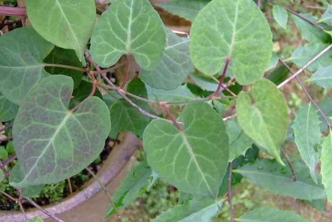 养生酒品牌_大梁酒庄品牌酒_养生酒保健酒品牌