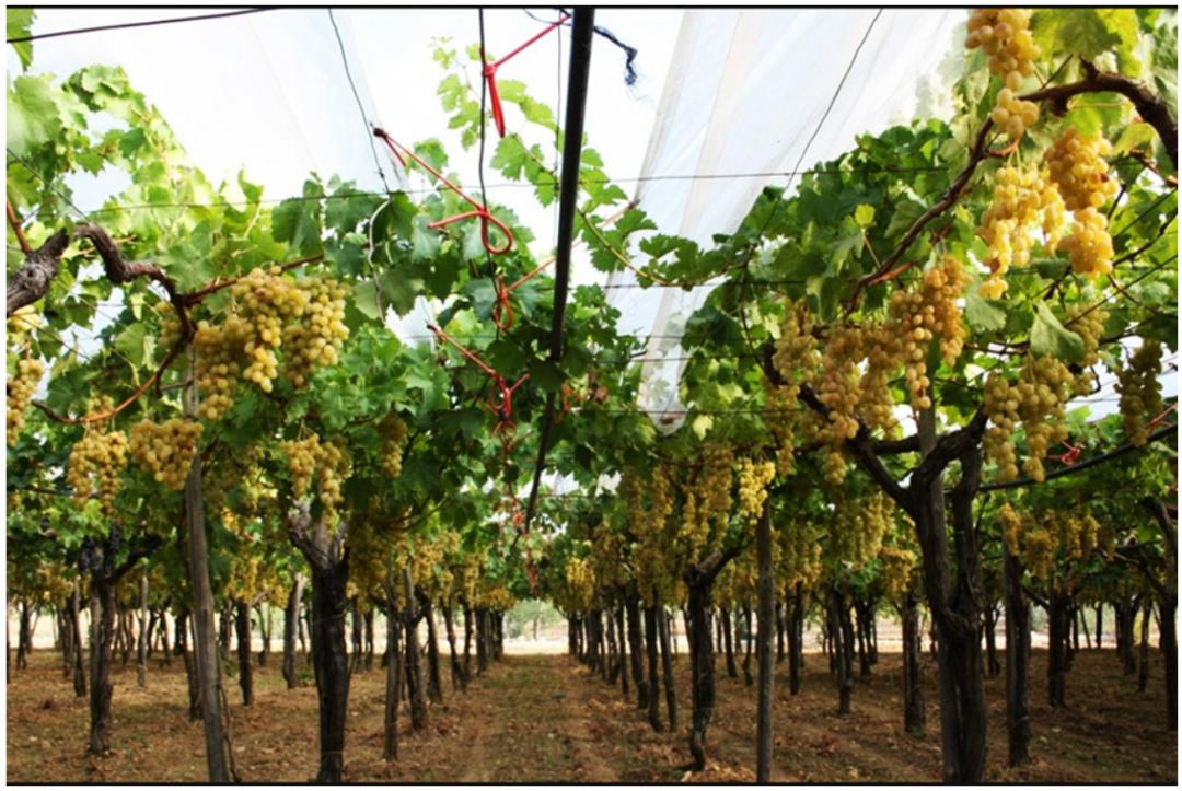 意大利葡萄酒文化_意大利赤霞珠葡萄品种酿酒可以给doc吗_意大利葡萄酒好年份