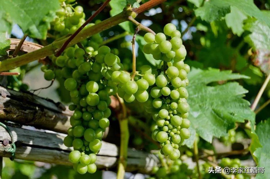 葡萄洗太干净了做酒怎么发酵_朗格斯酒庄2007年份黑山伯爵干红葡萄酒价格_关于葡萄酒文化