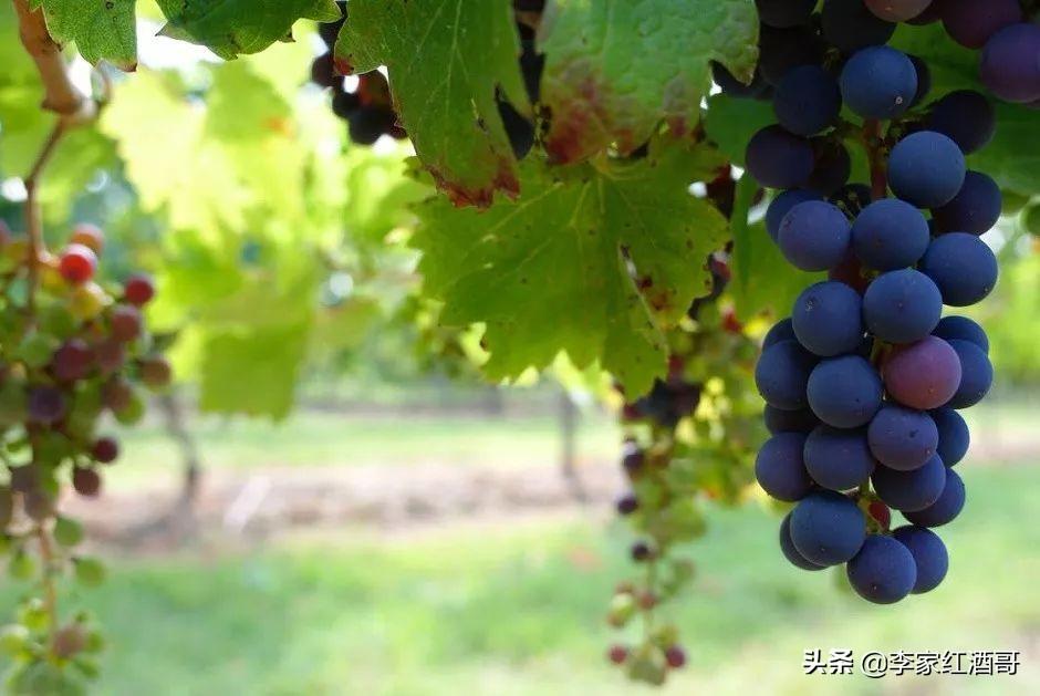 葡萄洗太干净了做酒怎么发酵_朗格斯酒庄2007年份黑山伯爵干红葡萄酒价格_关于葡萄酒文化