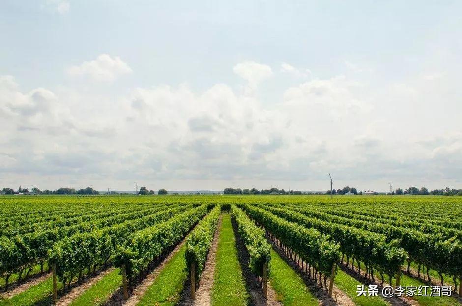 朗格斯酒庄2007年份黑山伯爵干红葡萄酒价格_关于葡萄酒文化_葡萄洗太干净了做酒怎么发酵