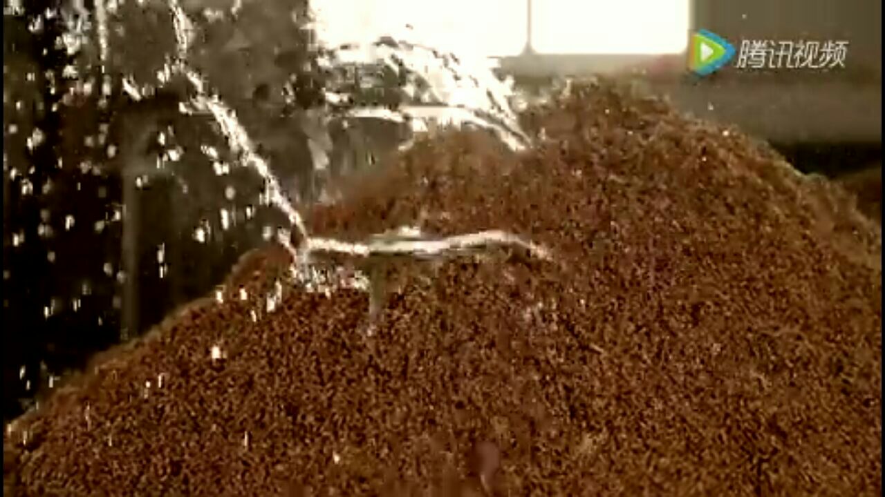 华夏酒报报道安丘春开窖酒业公司报道_四川九香春酒业筒子酒_湘窖酒业内标酒