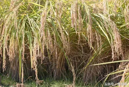 日语专业文化方向考研辅导·日本文化概论_日本可爱文化毒害日本_日本酒文化