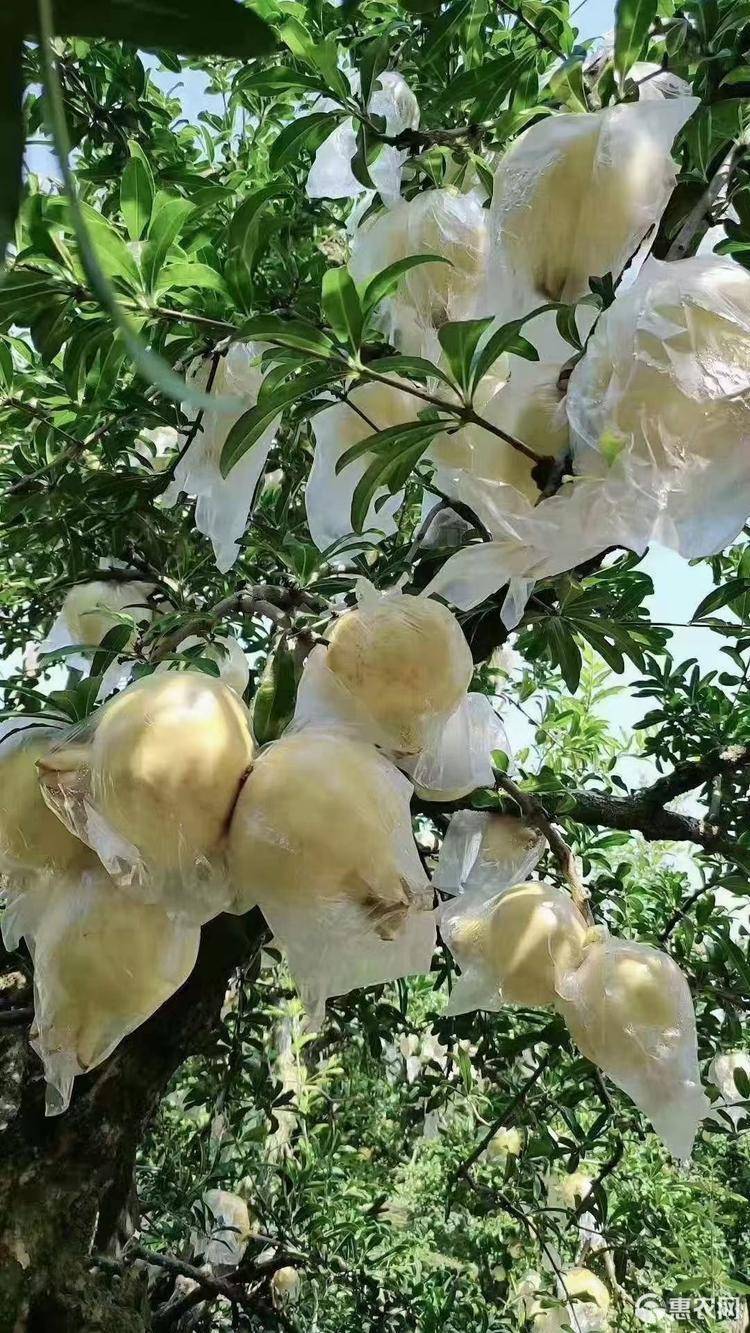 石榴酒品牌_石榴酒做法_酒泡石榴的功效