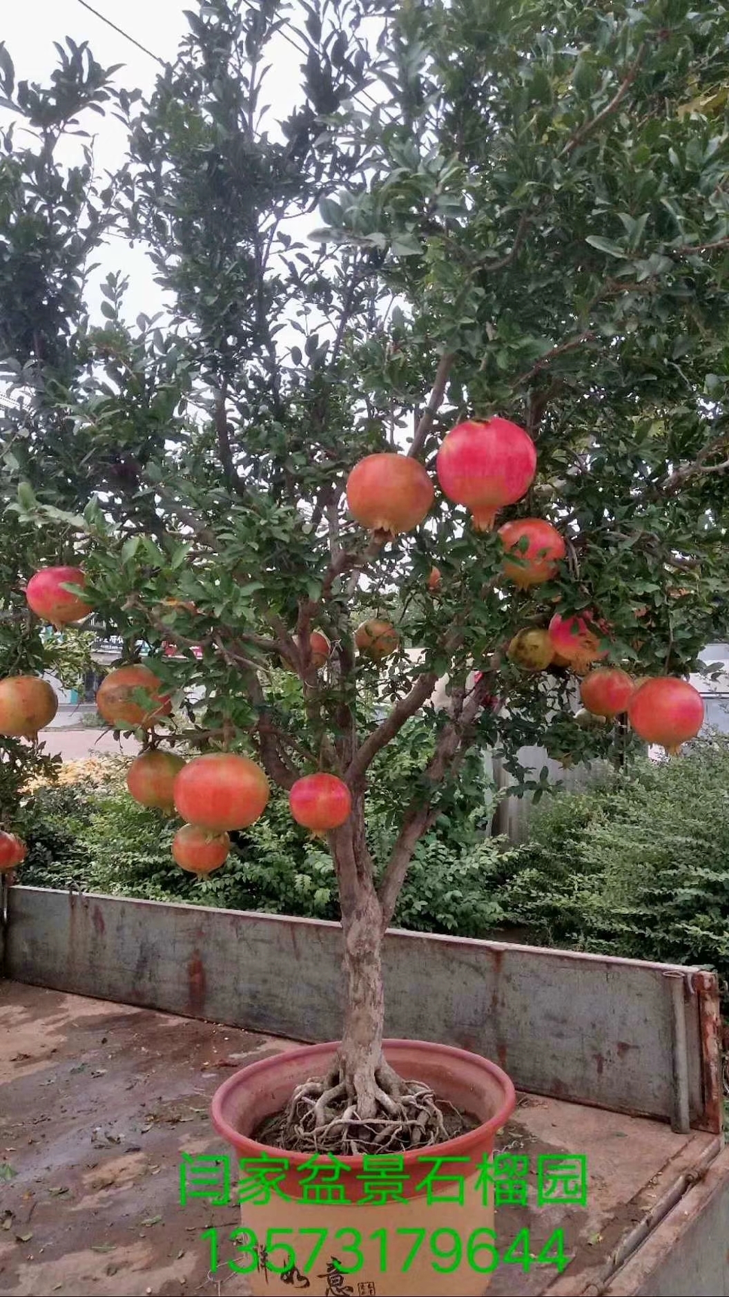 石榴酒品牌_酒泡石榴的功效_石榴酒做法