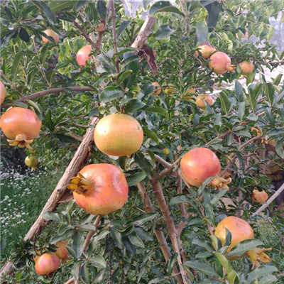 酒泡石榴的功效_石榴酒品牌_石榴酒做法