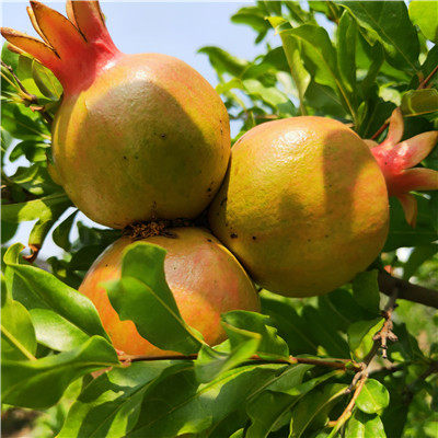 石榴酒品牌_石榴酒做法_酒泡石榴的功效