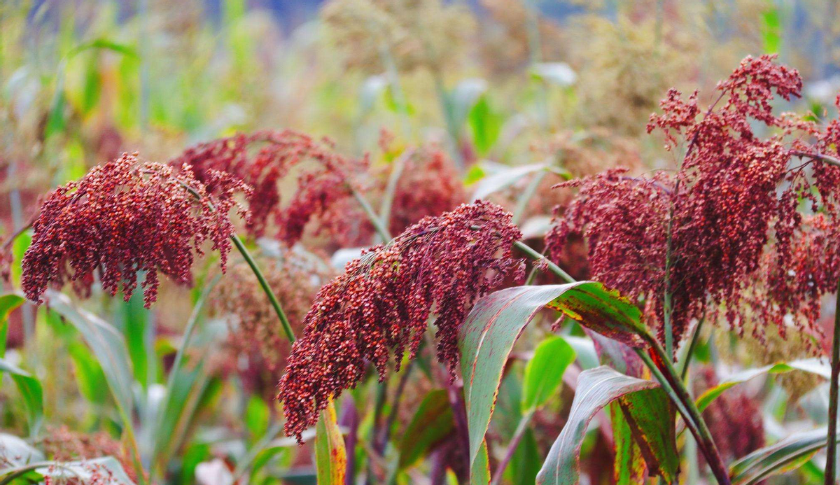 杂醇油 白酒 标准_白酒塑化剂残留标准_杂醇油的危害