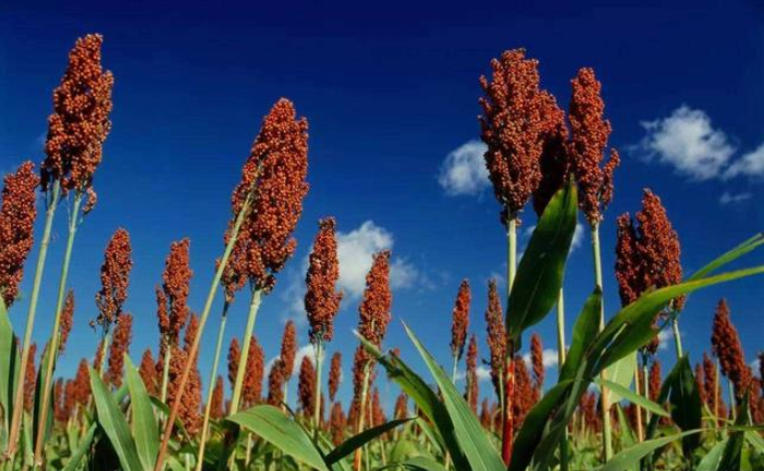 杂醇油 白酒 标准_白酒塑化剂残留标准_杂醇油的危害