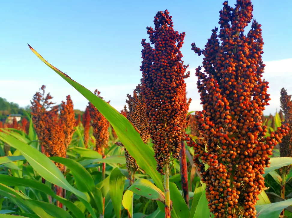 酒精勾兑白酒配方_勾兑白酒技术_白酒勾兑标准