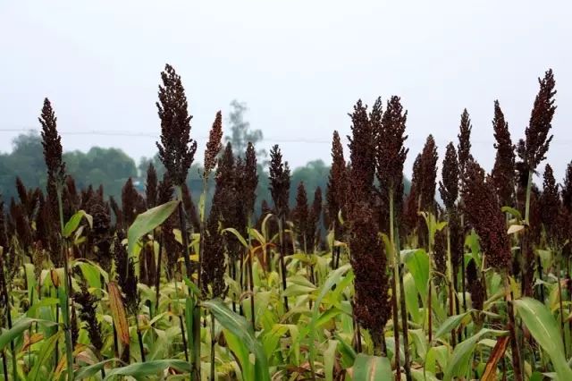 办公室文化展板_企业会议室文化展板图片_酒文化展板