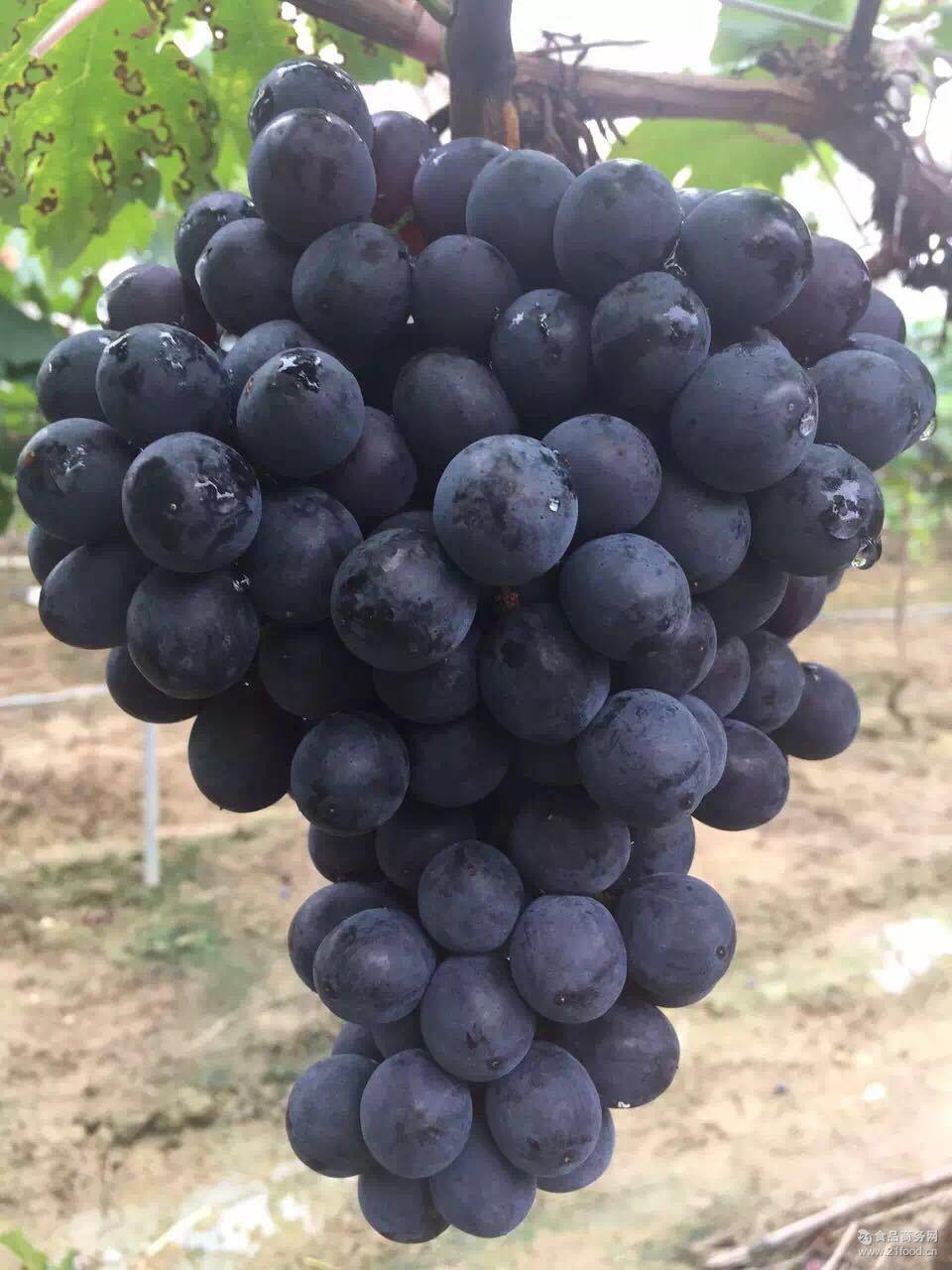 木桐酒庄旗下品牌_木桐酒庄_木桐酒庄 设计