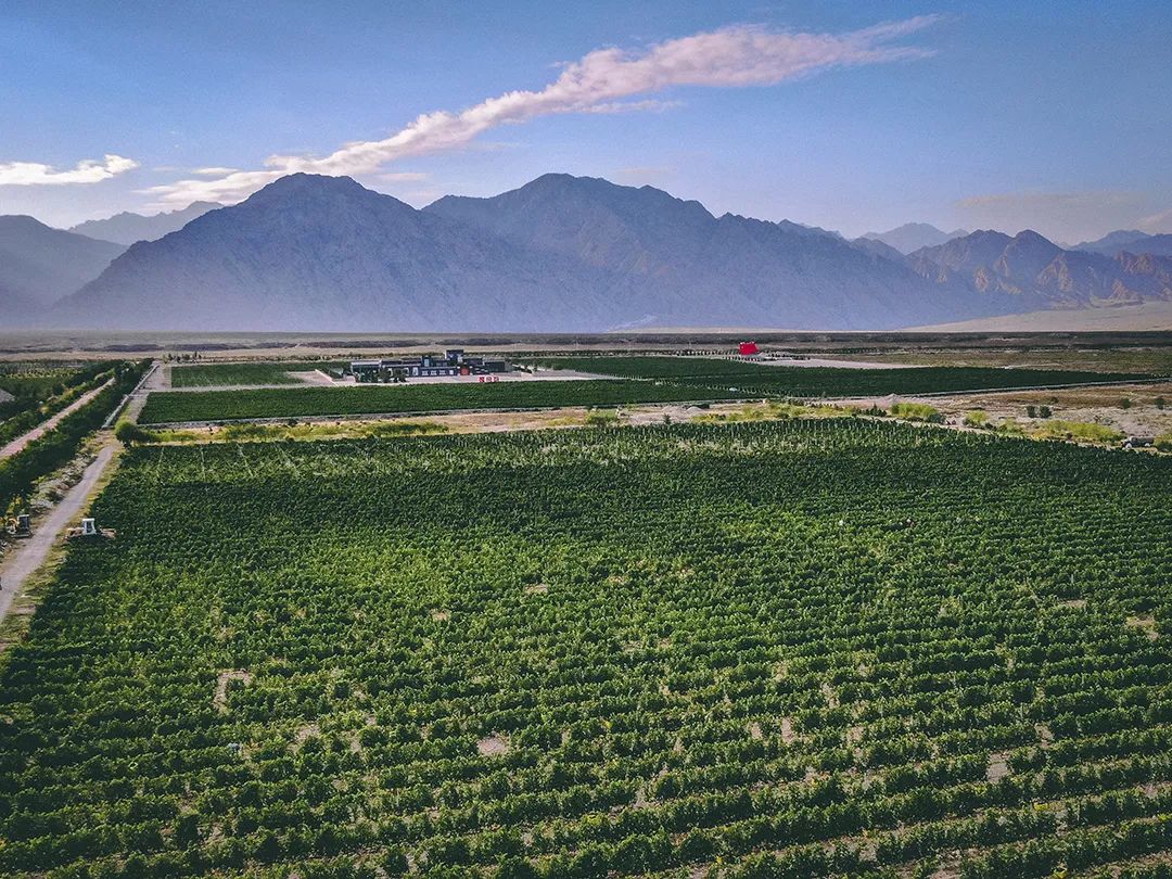 西方戏剧 酒_西方葡萄酒文化论文_西方葡萄酒文化